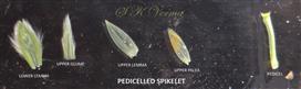  Parts of Pedicellate spikelet